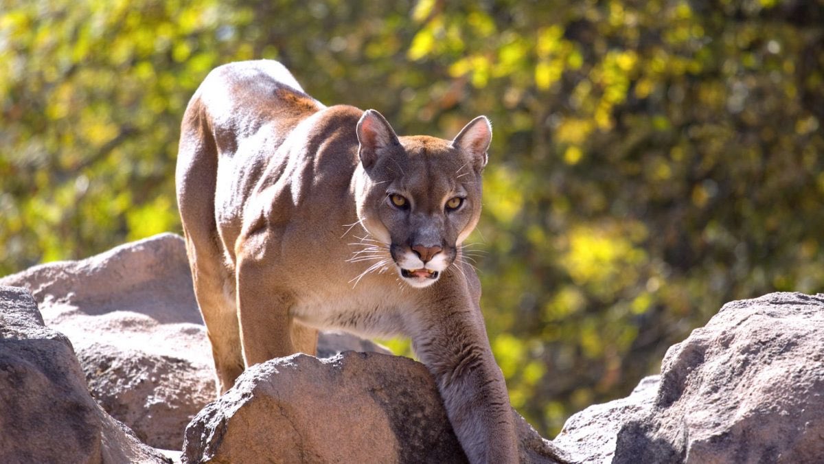 Did I tell you guys I saw a freakin’ 150lb MOUNTAIN LION in my neighborhood the other day? Middle of the day! Ran across the street right in front of my truck, and into a field.

I live in rural north Idaho &amp; we have nearby bobcats, moose, elk, &amp; deer, but I’ve never seen THAT!