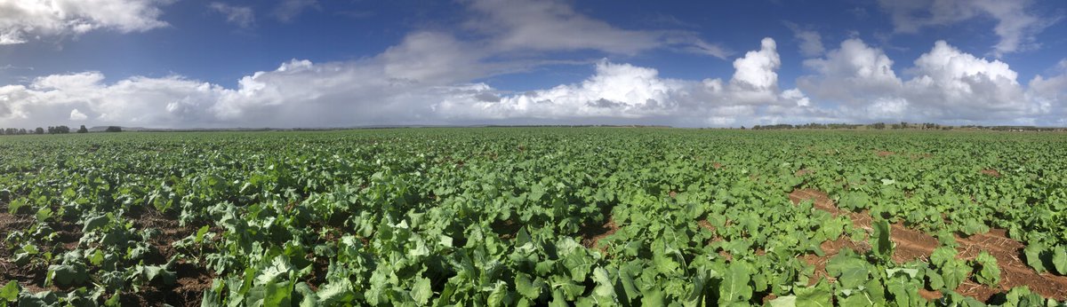 GarethRoweWA's tweet photo. Special Seroja canola!! A year ago we were trying to work out whether the wind had blown the seed away and what we needed to reseed ... this year how are we going to get the N on!! https://t.co/GllrP7Aw8v