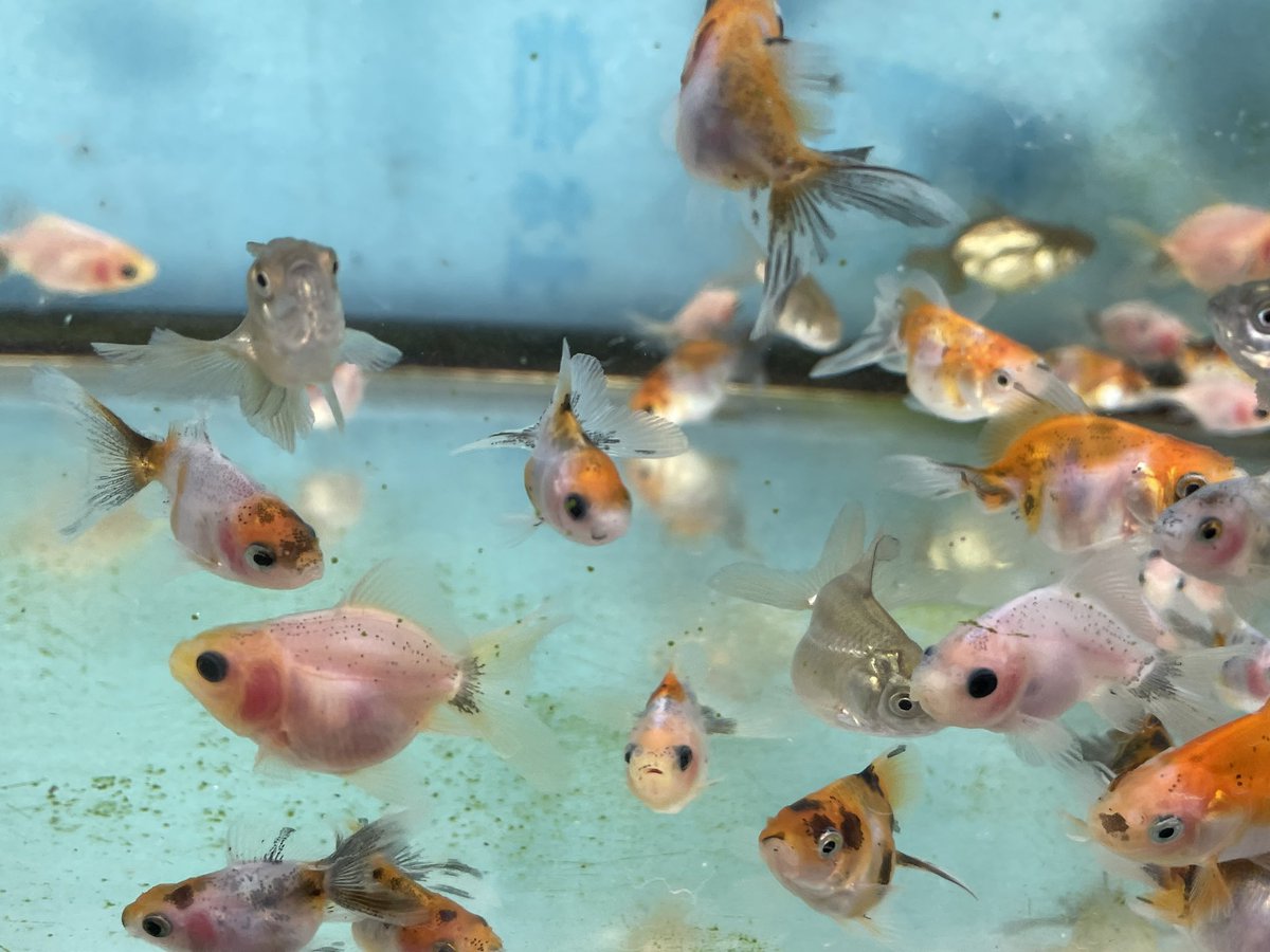 協会系らんちゅう