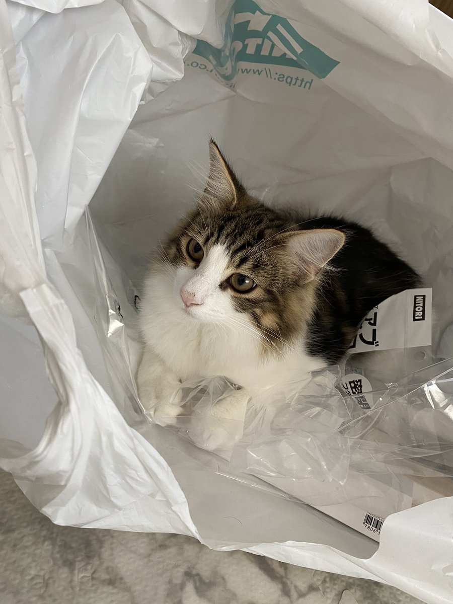 ニトリのペットハウス買いました 猫も満足しています 安定の展開で総ツッコミ これがホントの お値段以上 Togetter ニトリのペットハウス買いました 猫も満足しています 安定の展開で総ツッコミ これがホントの お値段以上 Togetter