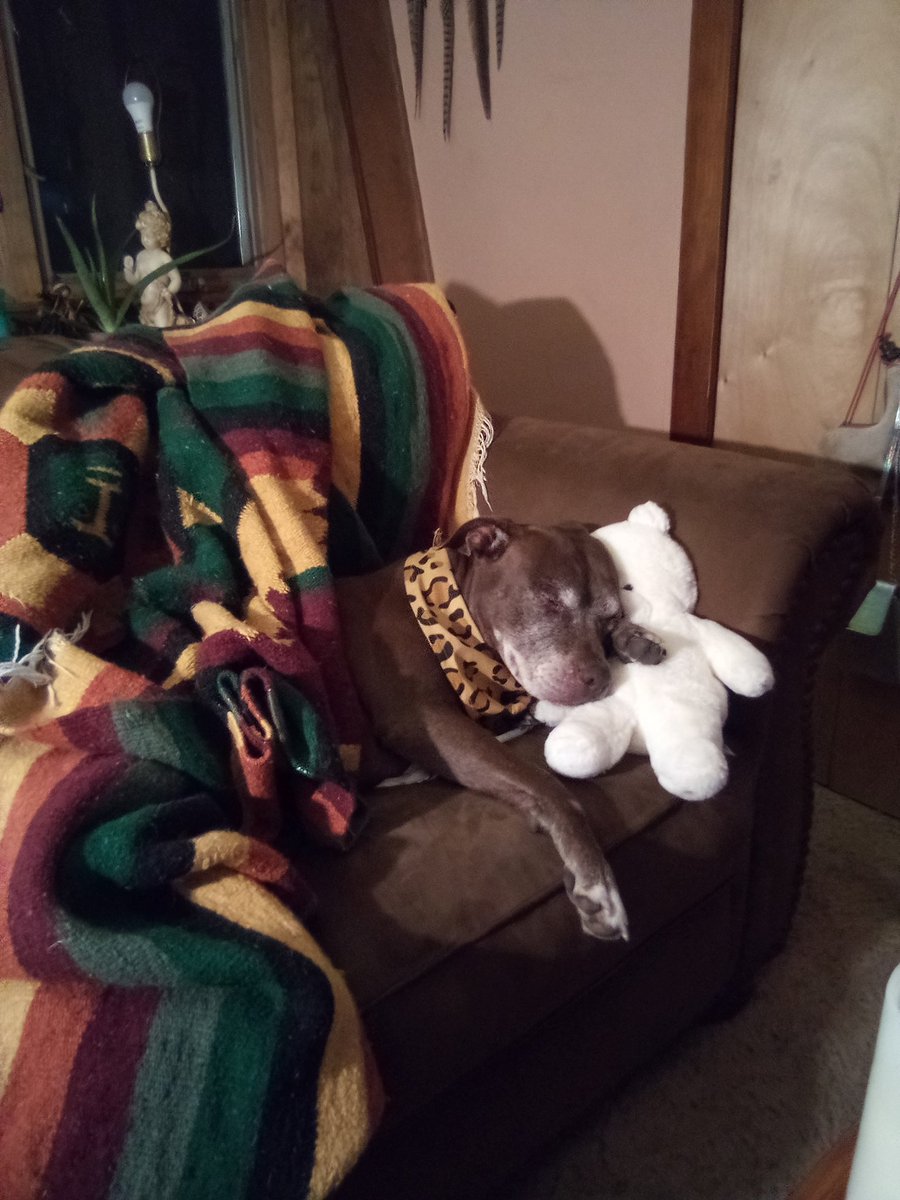 DebziePet's tweet photo. My buddy Fay #petsitting #petsarefamily #petsofinstagram  #pettaxi #dogwalking 732-552-5469 https://t.co/t3muBn7ZtV
