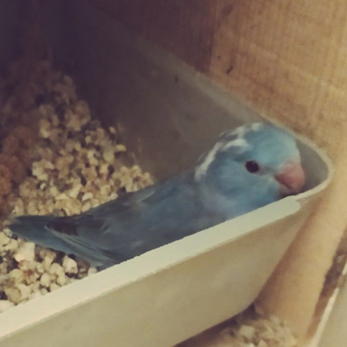 💙🤍Mavi - beyaz parçalı (pied) 3 kız kardeş yem kırmaya başladı.
📩 Bekleyen arkadaşlar dm den iletişime geçebilir.