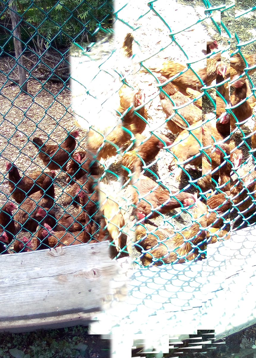 DebziePet's tweet photo. #farmsittin #mychicks  #chicken #petsitting #debziedolittlespettaxiandchauffeur https://t.co/4yw8xRbt3X