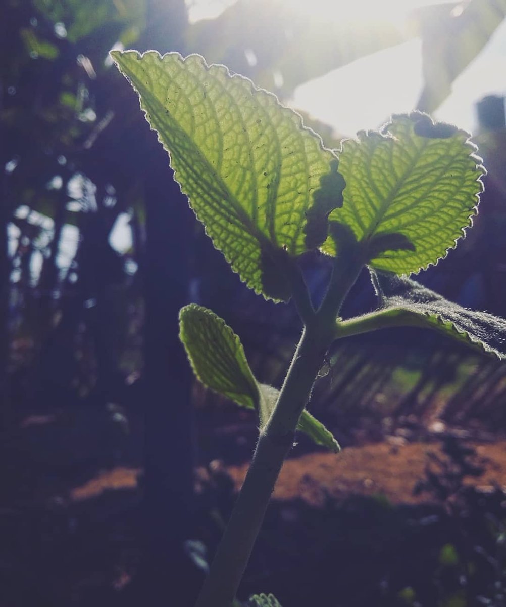 Working with plants will teach you all other social commitments in a soothing way.
.
.
#nature #NaturePhotography #naturelovers #naturelover #nature_perfection #naturegeography #natureperfection #natureshot #plants #jaw_dropping_shotz #photograpy #photographer #photographylovers