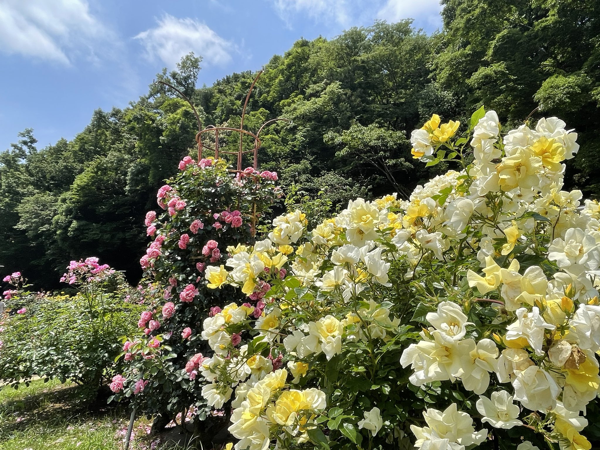 市川市動植物園 公式 バラはピークを過ぎましたがまだまだお楽しみいただけます 咲き柄摘みのタイミングで一時的に花が減ってしまうことはあります 市川市動植物園 観賞植物園 大町公園 バラ園 薔薇 バラ T Co N5apzzzwql Twitter
