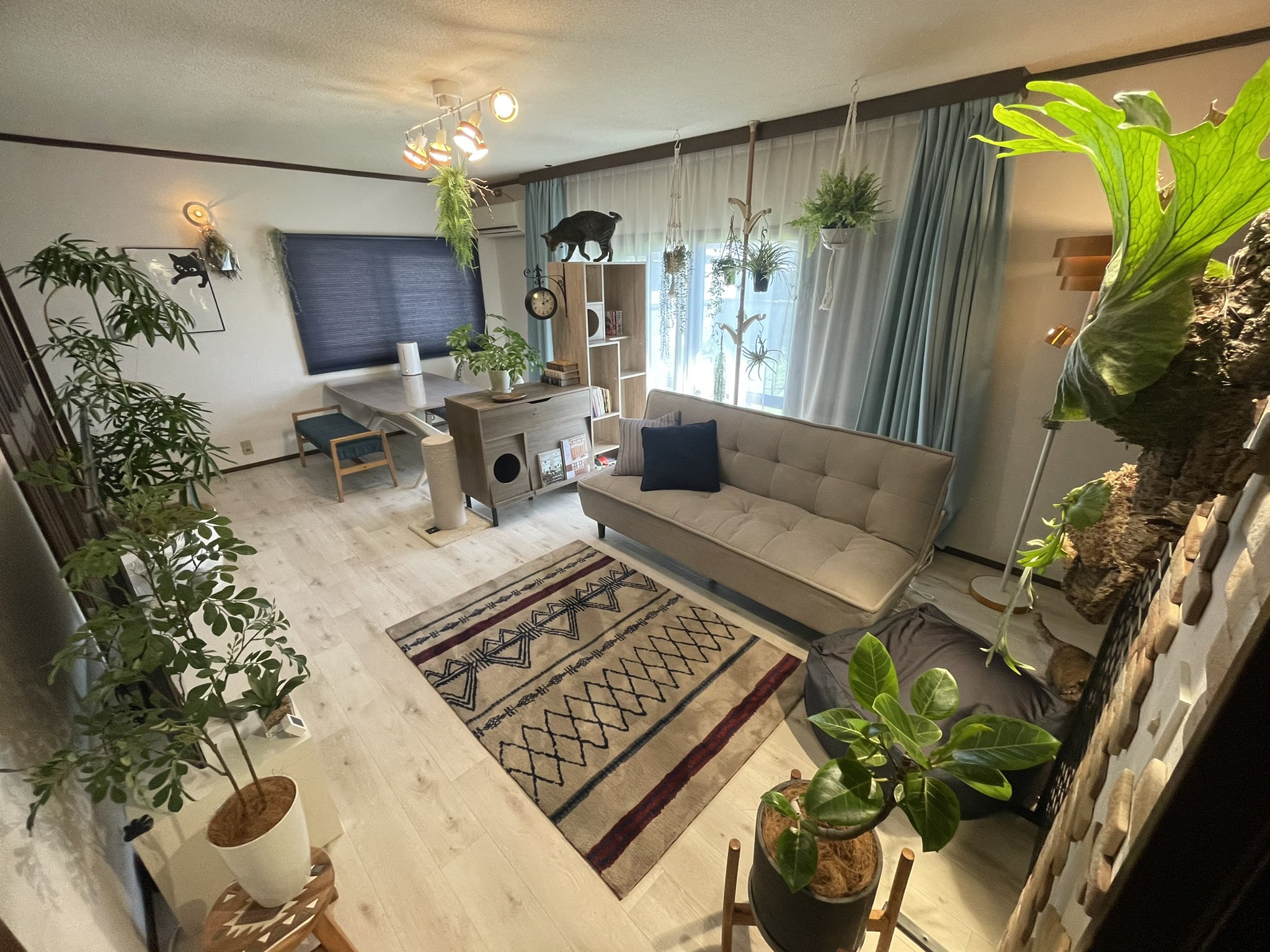 ルイ之助 部屋がジャングル化して来た 観葉植物 観葉植物インテリア 観葉植物初心者 ビカクシダ ビカクシダ初心者 観葉植物のある暮らし 猫と暮らす家 猫と暮らす生活 T Co 1ylrp2ljgc Twitter