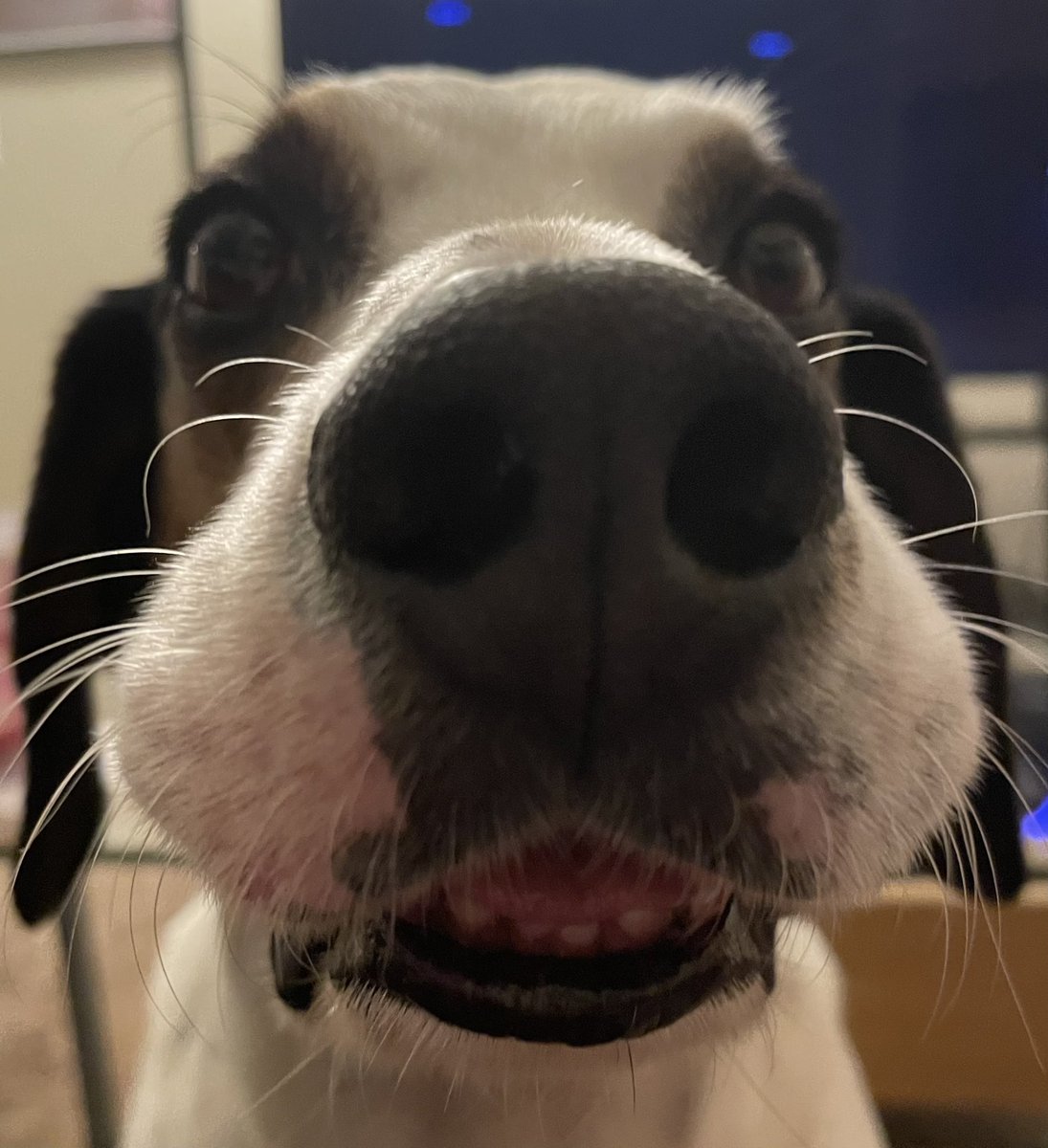 thedudewooflops's tweet image. #DerpBoop #boopmynose #snootaboop