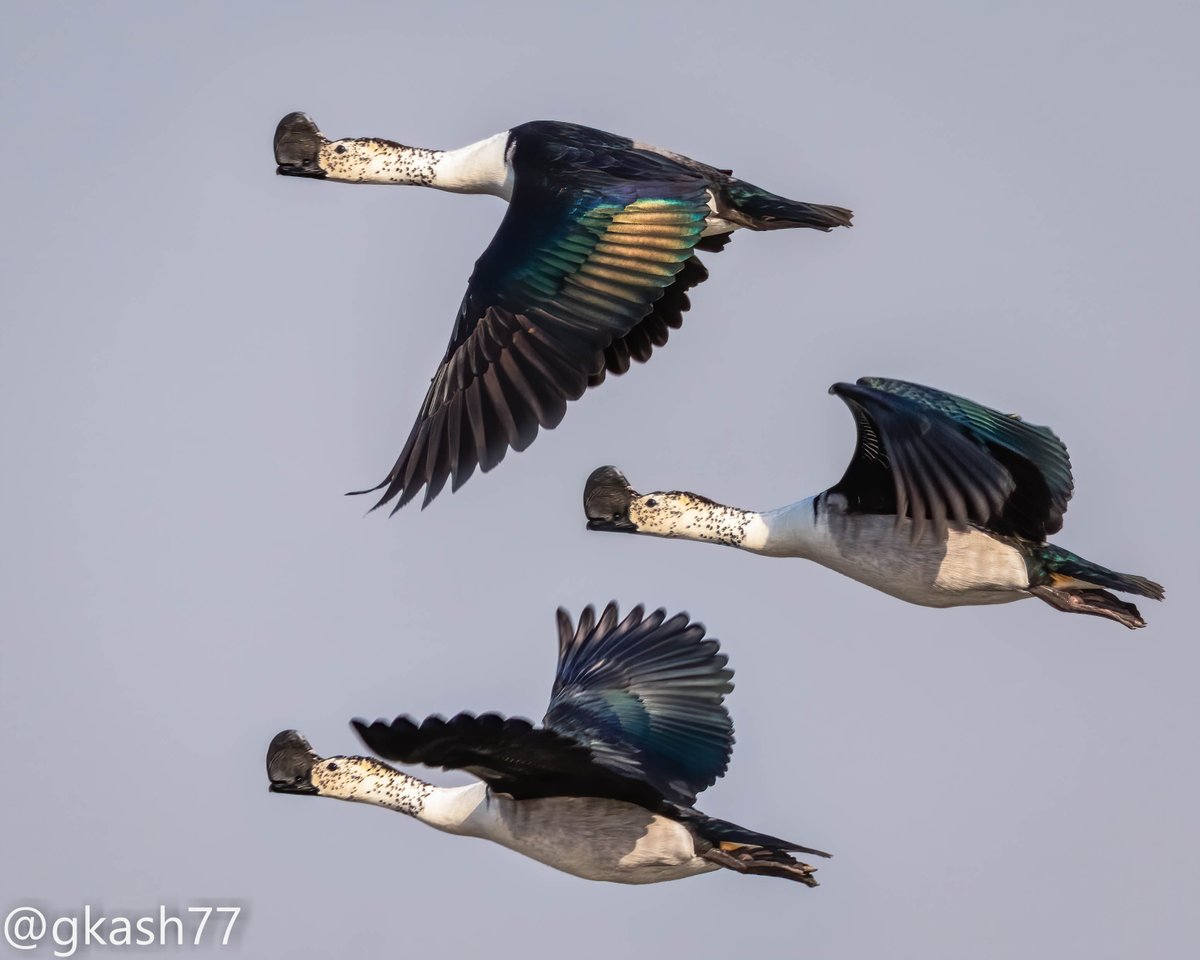 Composite from burst shot 3 way wing movement to fly

Knob-billed duck

#BirdsatGurgaon 

#ThePhotoHour #NaturePhotography #BBCWildlifePOTD @ParveenKaswan #IndiAves @IndiAves @WorldofWilds
#Luv4Wilds #Hope4All #birdphotography #BirdsSeenIn2021 #birdwatching #canonphotography