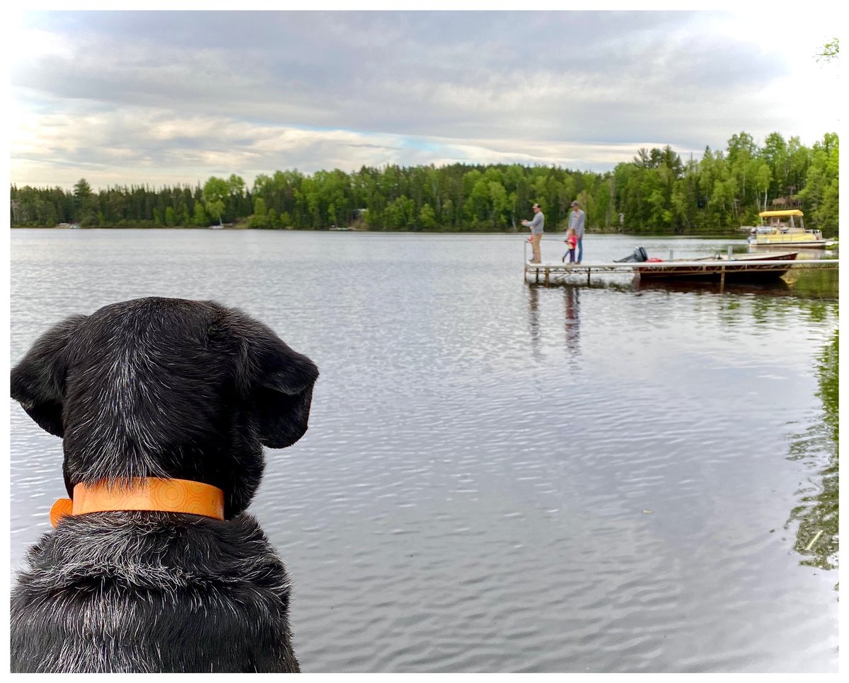 THE_Mr_Berlin's tweet photo. #MNLakeLife #Dogs #Kids #Fishing #FishingMinnesota #DockFishing #Crappie #Bass #NorthernPike #OnlyInMN #ExploreMN #IronRange #MesabiIsMagic #SuperiorNationalForest #BrittMN https://t.co/q04oe3fLJ8