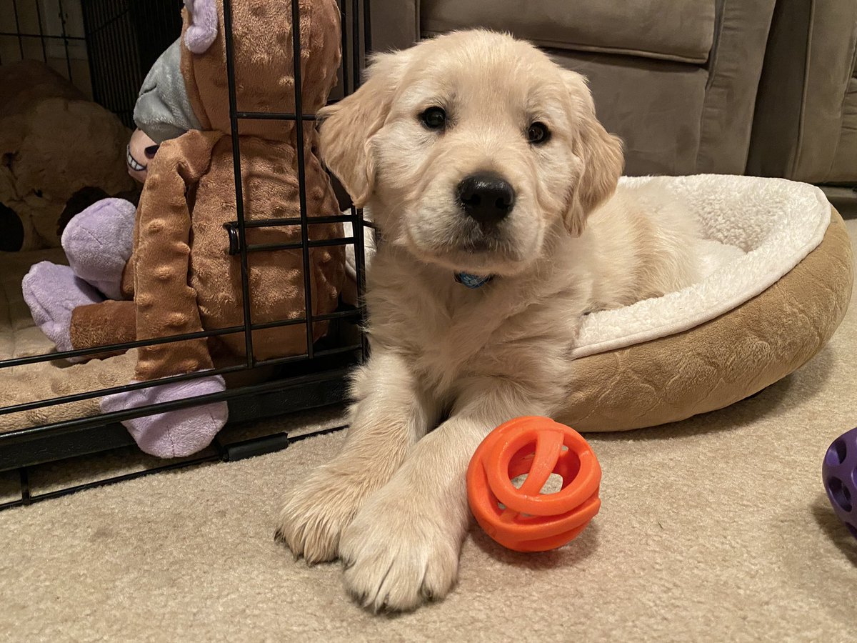 Welcome home Chase! 💙🐶🥰 #goldenretriever #puppylove #DogsofTwittter #adorable