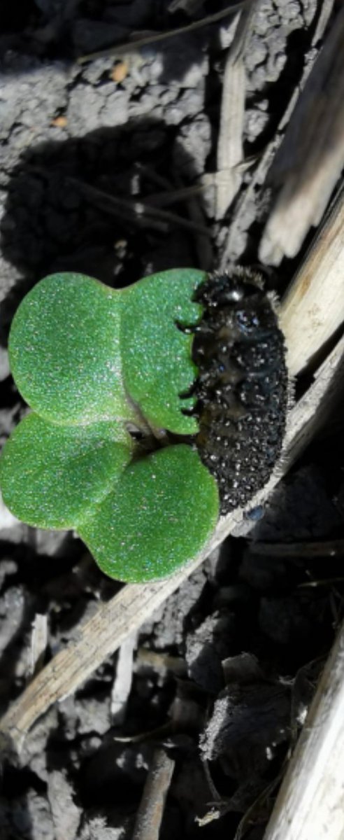 Dieselrossfarms's tweet photo. @ABbugcounter any idea what is eat5my canola? https://t.co/VNBRdVib00