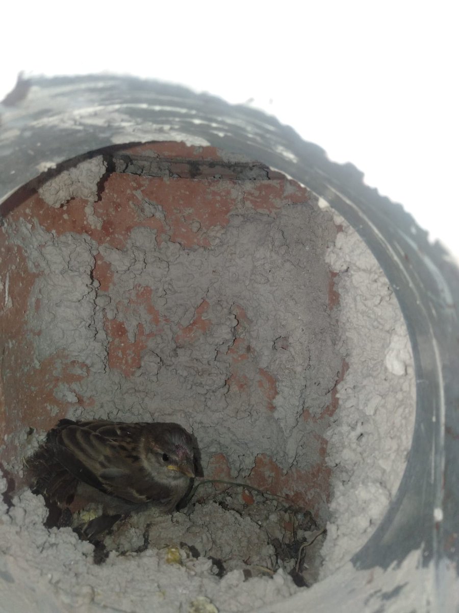 Olduğum binada 50 tane daire var bilin bakalım bacadan giren kuş sabah saat 5te kimin evine gelmiş ?