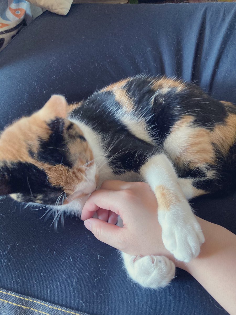 カバーが猫の手によりボロボロになってきたなぁって確認していたらミケが来てじゃれ始 にこいちのイラスト カバーが猫の手によりボロボロになってきたなぁって確認していたらミケが来てじゃれ始 にこいちのイラスト