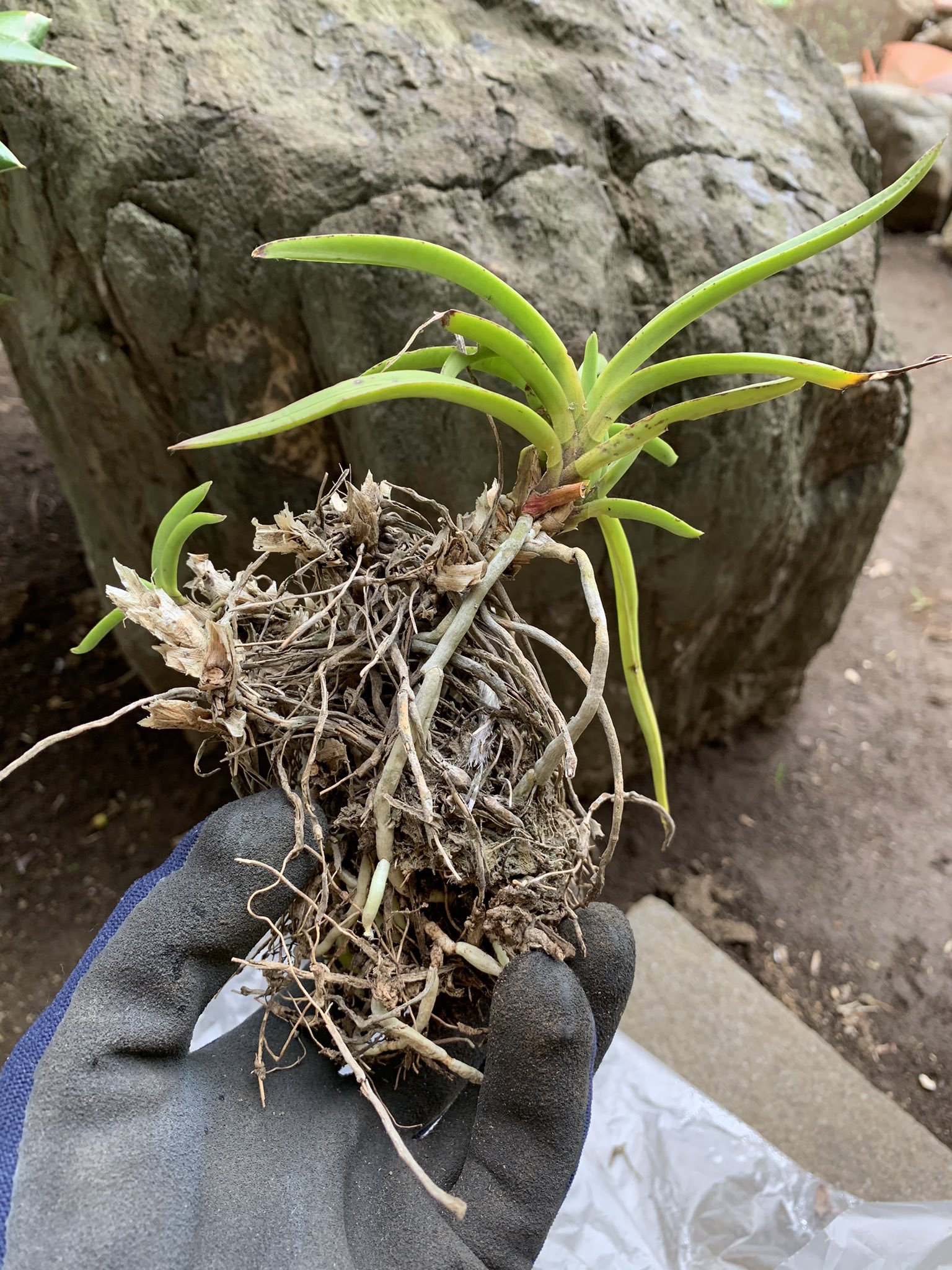 七海ひとみ 写真垢 これまた庭の片隅に転がっていた富貴蘭も水苔を使って植え替え植え替え 富貴蘭 風蘭 植え替え T Co Jhxdm224dx Twitter