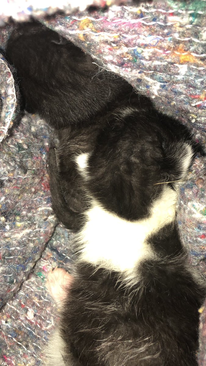 DanHansen tweet media