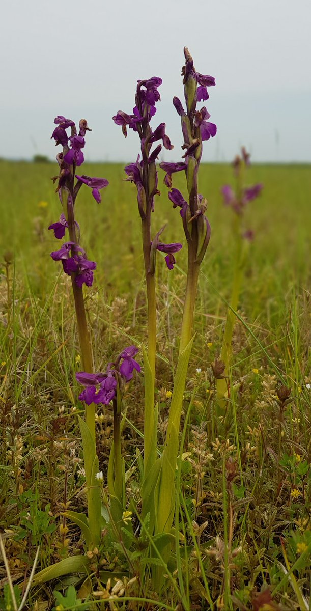 SWSWildlife's tweet photo. One of Three Green-winged Orchids found at East Tilbury yesterday @BBCSpringwatch https://t.co/j7wOhpgI35