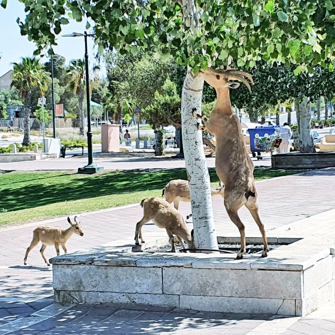 These adorable Ibex in southern Israel’s Mitzpe Ramon would like to wish you a #ShavuahTov! 🇮🇱🦌❤️

📸/Keren Meron