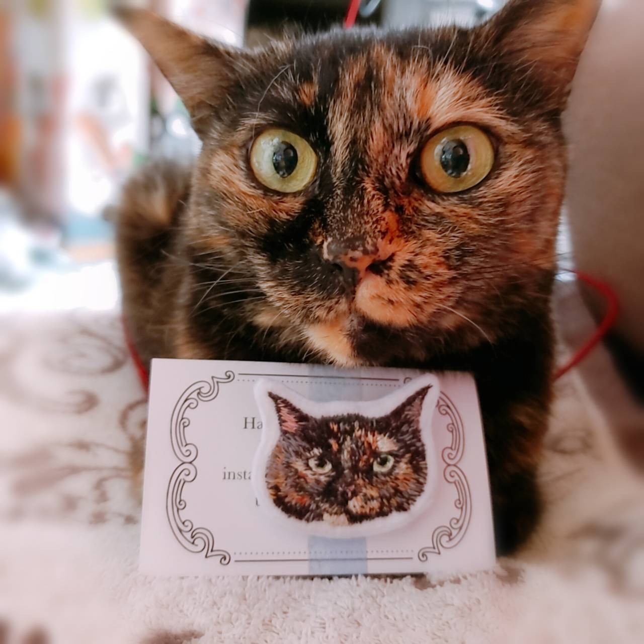 サビ猫ゴマダレ Sabinekogomadal Twitter