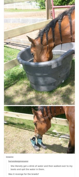 Good Horsy https://t.co/7RygZabWd4