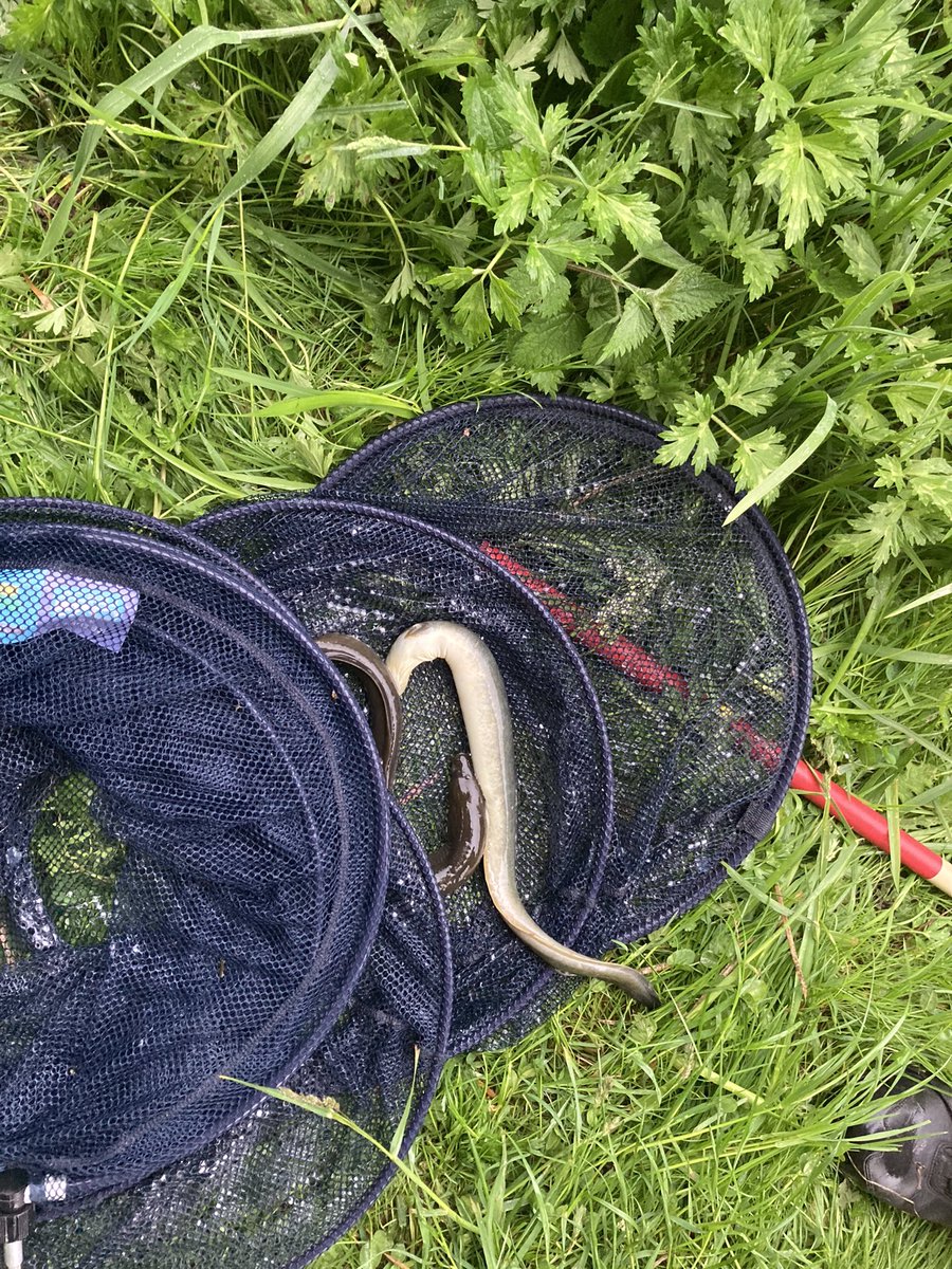 0530 hrs - Six rods seized off one person as evidence this morning, with barely alive eels in keepnet, multiple offences reported. Early bird catches the worm