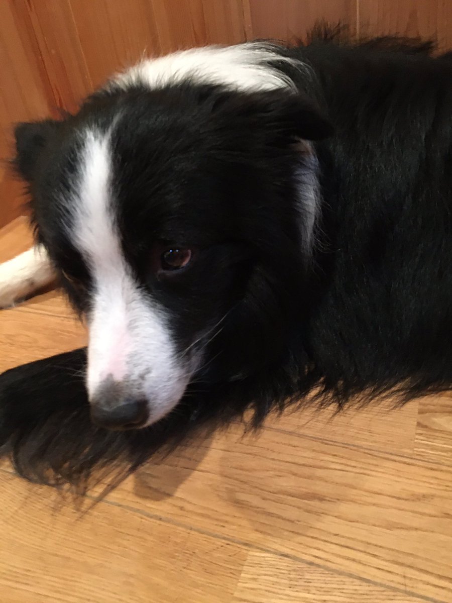 みんなの「ボーダー しゃぶしゃぶ」 口コミ・評判｜食べたいランチ・夜 