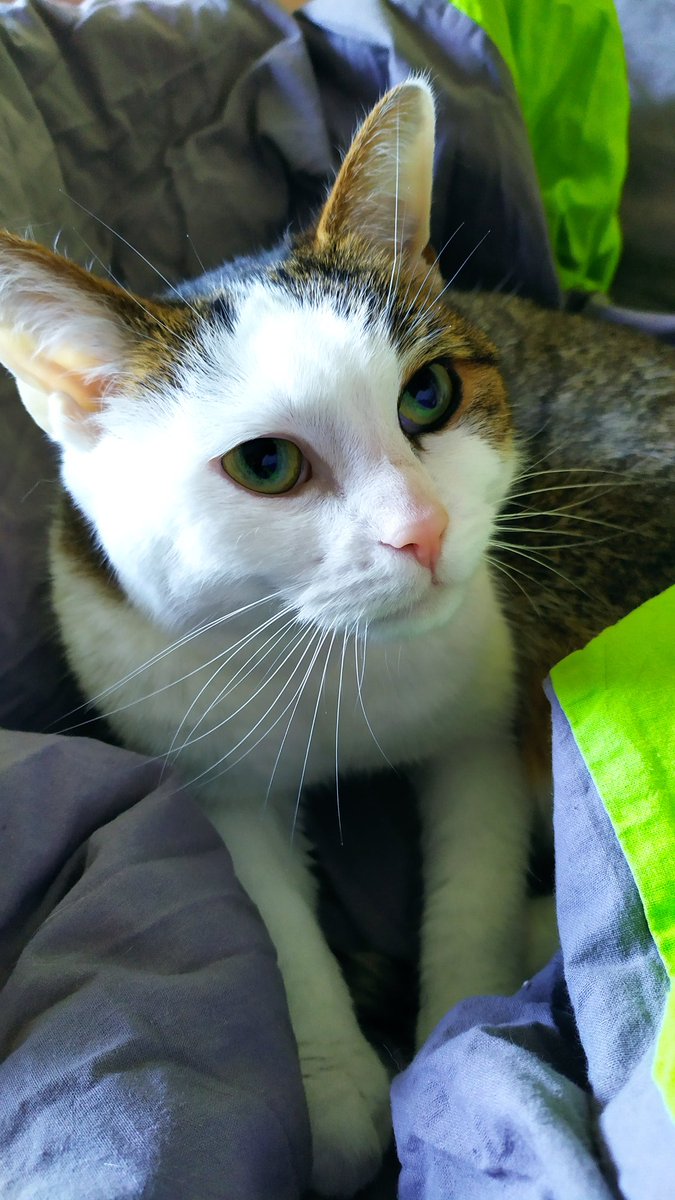 Guten Morgen zusammen 💕

#catcontent