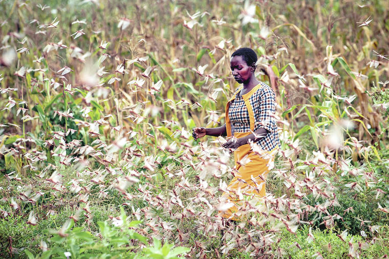 MwanzoTv's tweet photo. Kenya is on high alert following a possibility of a third wave of desert locust invasion as huge swarms are currently hatching in Somalia and are likely to cross to Kenya.

The invasion of desert locust in the country had been contained, except in Samburu County. https://t.co/RWeJq4Q0JX