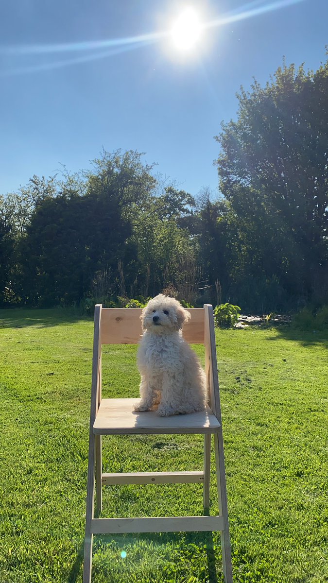 Road testing the new <a href="/wearedeskmate/">Deskmate</a> home office chair. Pickles approves.