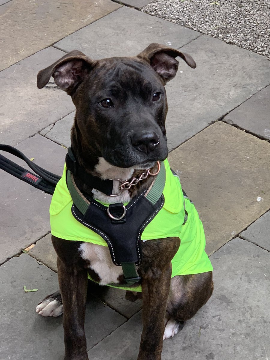 dotslondon's tweet photo. This morning we have our strand station supporting our homeless community with free accessible vet care, essentials and nutritious food.
#dogswithnopostcode
#strand
#streetran https://t.co/ekkCepO2Lu