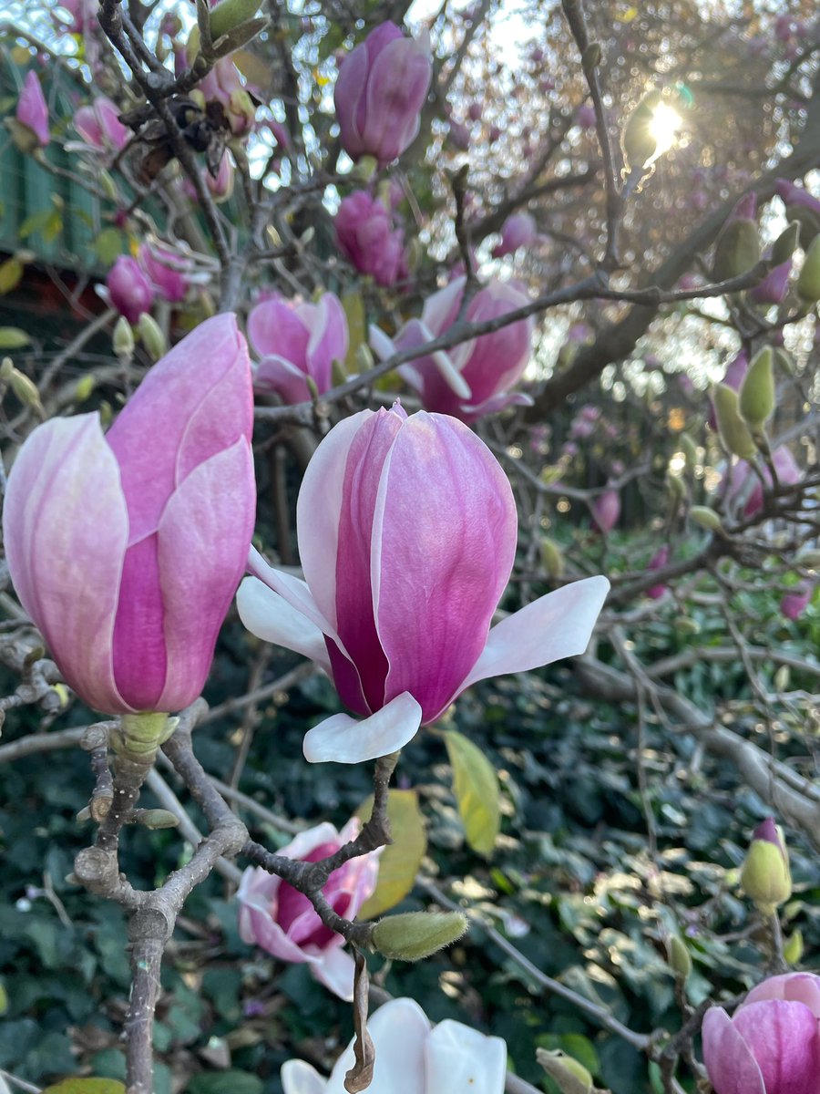 EckardsGarden's tweet image. Our car park Magnolia is doing her thing. For over 40years she’s watched us coming and going every day 🌸 #legacytree