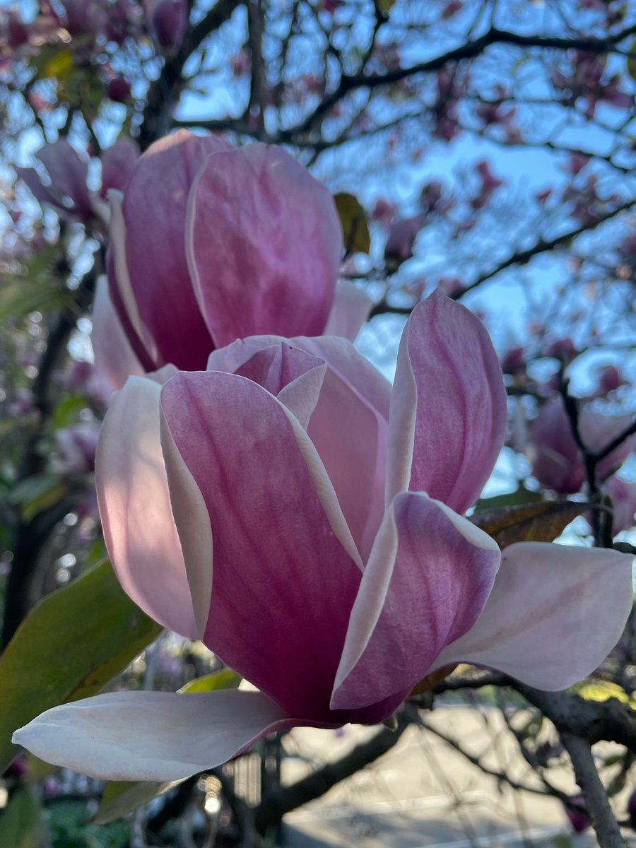 EckardsGarden's tweet image. Our car park Magnolia is doing her thing. For over 40years she’s watched us coming and going every day 🌸 #legacytree