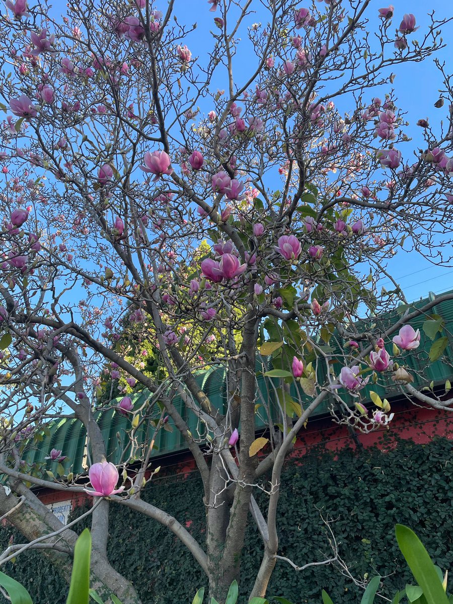 EckardsGarden's tweet image. Our car park Magnolia is doing her thing. For over 40years she’s watched us coming and going every day 🌸 #legacytree