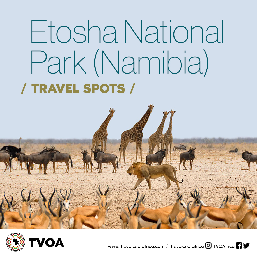 tvoa_gh's tweet photo. Etosha National Park is unique in Africa. The park’s main characteristic is a salt pan so large it can be seen from space. Yet there is abundant wildlife that congregates around the waterholes, giving you almost guaranteed game sightings. https://t.co/IWfZFEvtJT
