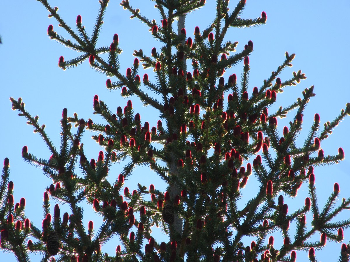 ErjaP's tweet photo. Kannattaa kurkotella kuusen latvuksia kohti. Kauniita ovat etenkin emikukinnot ja niitä on paljon! #kuusi #havupuut #trees https://t.co/T8e9jFlOYl