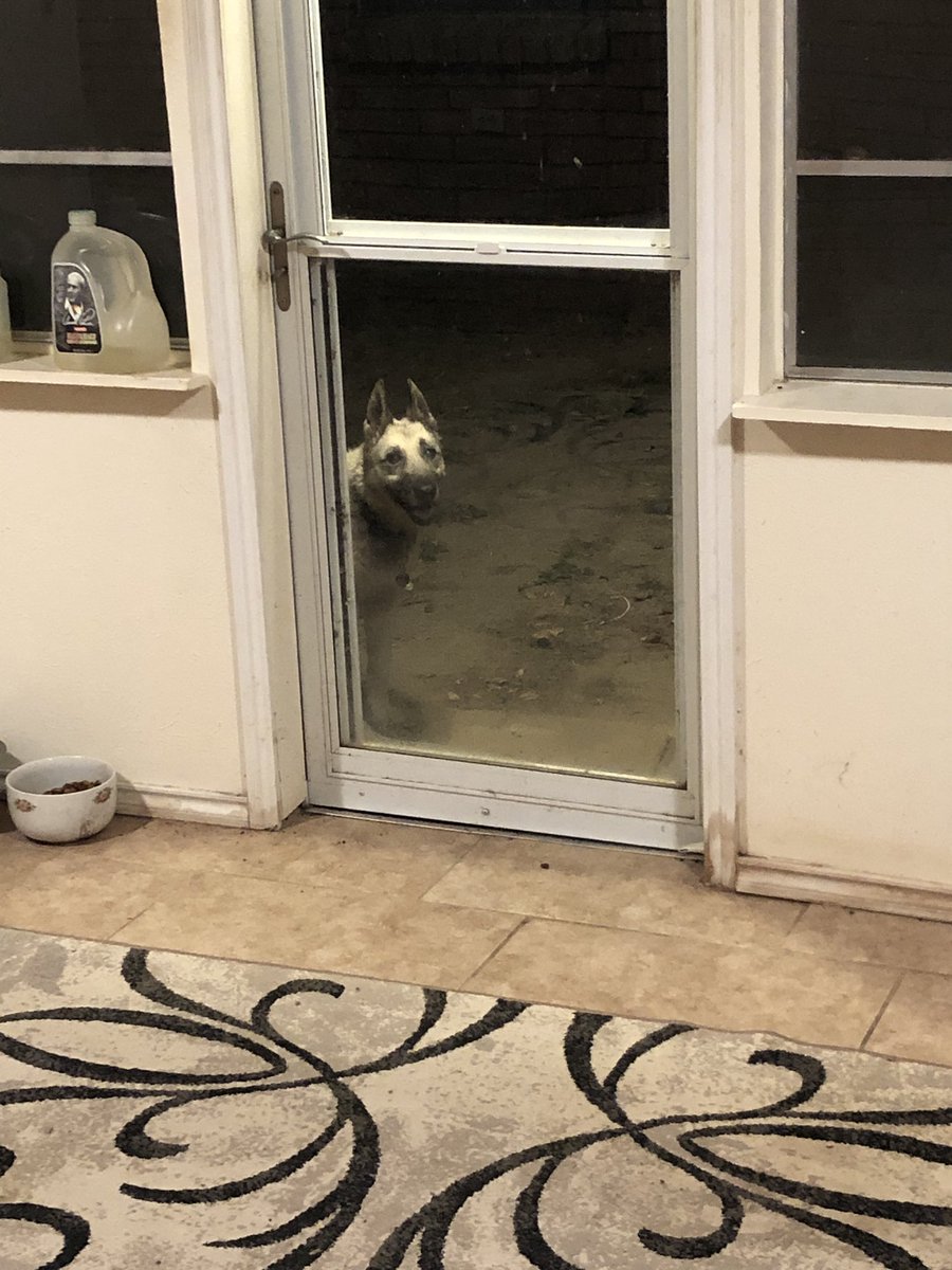 Charlie is ready to come back inside.