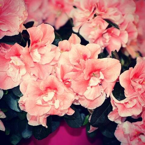 wolff_vincent's tweet photo. Prenez soin de vous et de ceux qui vous entourent.
N'oubliez jamais d'où vous venez et garder le contrôle de vos émotions et de vos actions pour réussir dans la vie.
Azalée
#azalee #azalea #fetesdesmeres #festadellamamma #muttertag #mothersday #diadelamadre #fleurs🌸 #fleu… https://t.co/Saj0JiM1OG