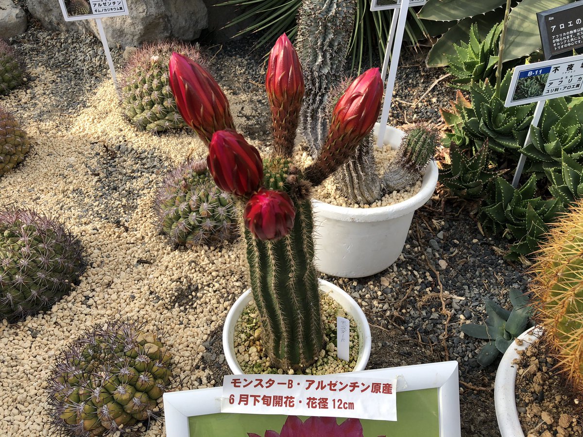 サボテン 情報アルゼンチン原産の モンスターb名前のとおり凄い花が咲きそうな花芽です 明日には凄い花が咲きそうで 21 05 30 動画あり 逢瀬公園 緑化センター ぐるっと郡山