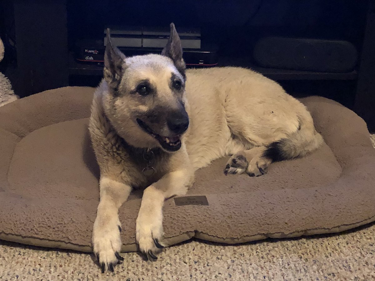 This is my dog Charlie. He’s been with me since 2005, thankfully he’s still going strong.