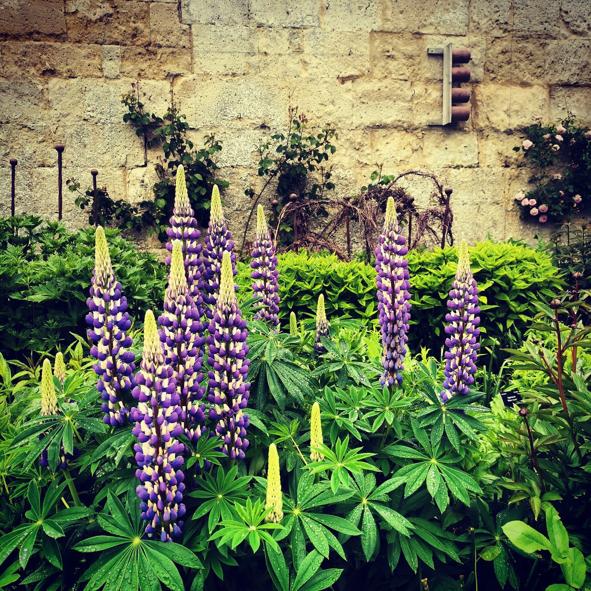 beesgardens's tweet photo. Lupins shining out in the rain @OBGHA #foliage #raindrops #oldwalls #botanicalgardens #plantingdesign #gardening #gardendesign https://t.co/H3yrwK0IxS