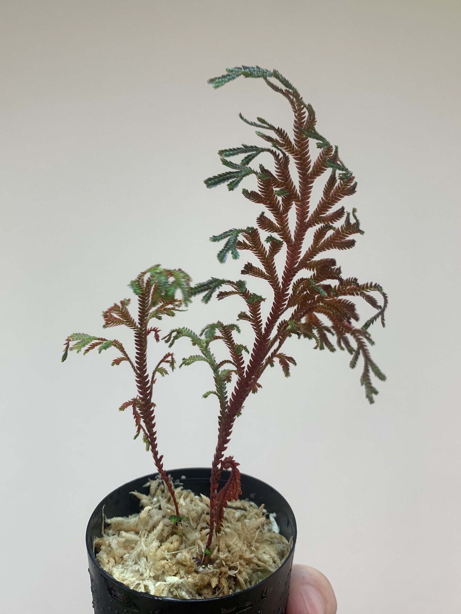 維管束植物集める Twitter Search Twitter