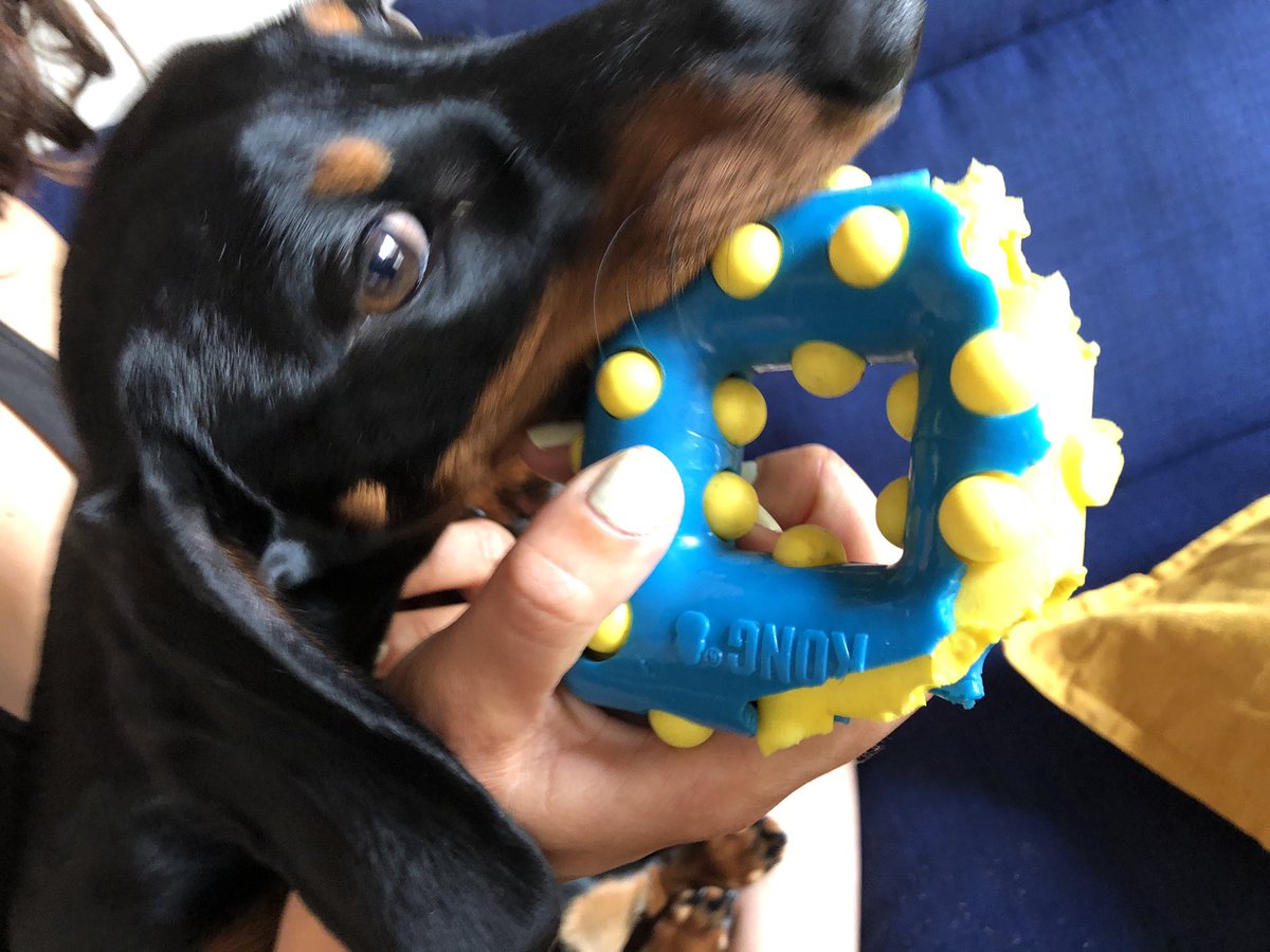 McLeodEnt's tweet photo. @ToysKong 6 month old dachshund destroys your toys in < 2 hrs. Help! https://t.co/7I3kD8oGn3