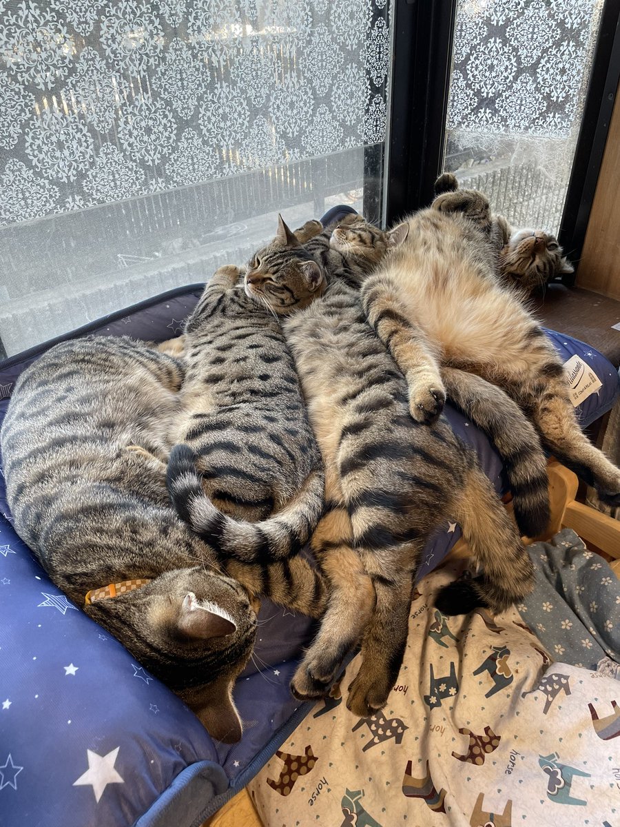 暑いのに密集した猫たちに 生まれ変わって冷感マットになりたい めっちゃ密 Eltha エルザ