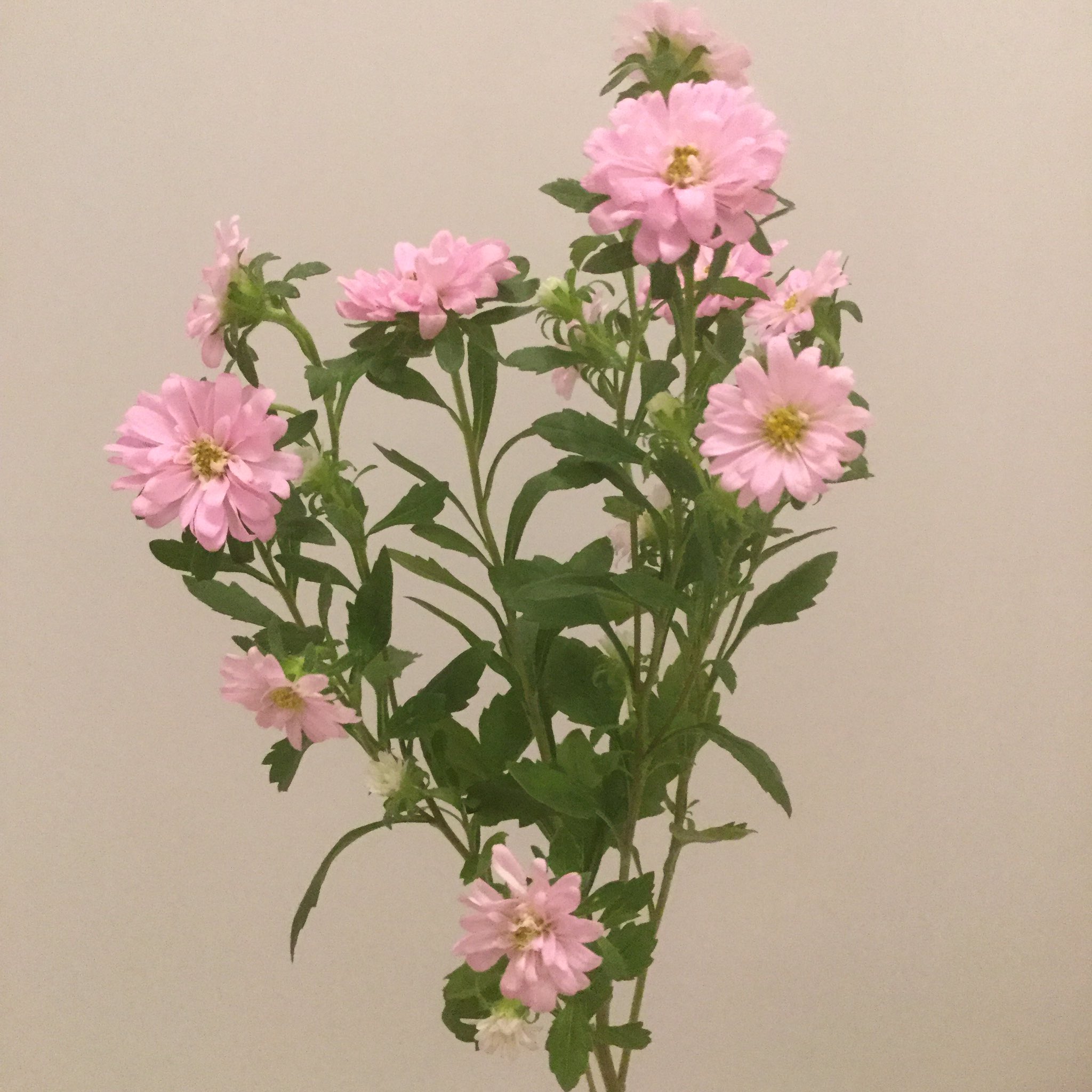 Mmechoufleur 姫アスター 中目黒 ハナノヒ T Co 3y3yygt7yc Twitter Mmechoufleur 姫アスター 中目黒 ハナノヒ T Co 3y3yygt7yc Twitter