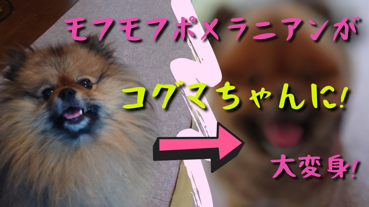 ポメラニアンのモモ太 2ヶ月美容院に行かなかったらモフモフになったポメラニアン もったいないけど思いきってコグマちゃんに大変身しました Youtube動画ぜひご覧になって下さい T Co K0eejeien3 ポメラニアン ウルフセーブル コグマちゃん