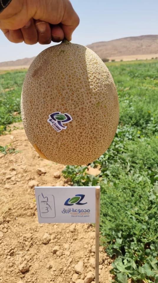 Bshalzly's tweet photo. Farming in #Libya began to see some sort of evolution. #Labling fruits is something unseen in local products Watermelon & Mellon have always been successful in Libya market. One problem is the scarcity of water & this type of #agriculture consumes a large amount of water https://t.co/NiKWKdhLrr