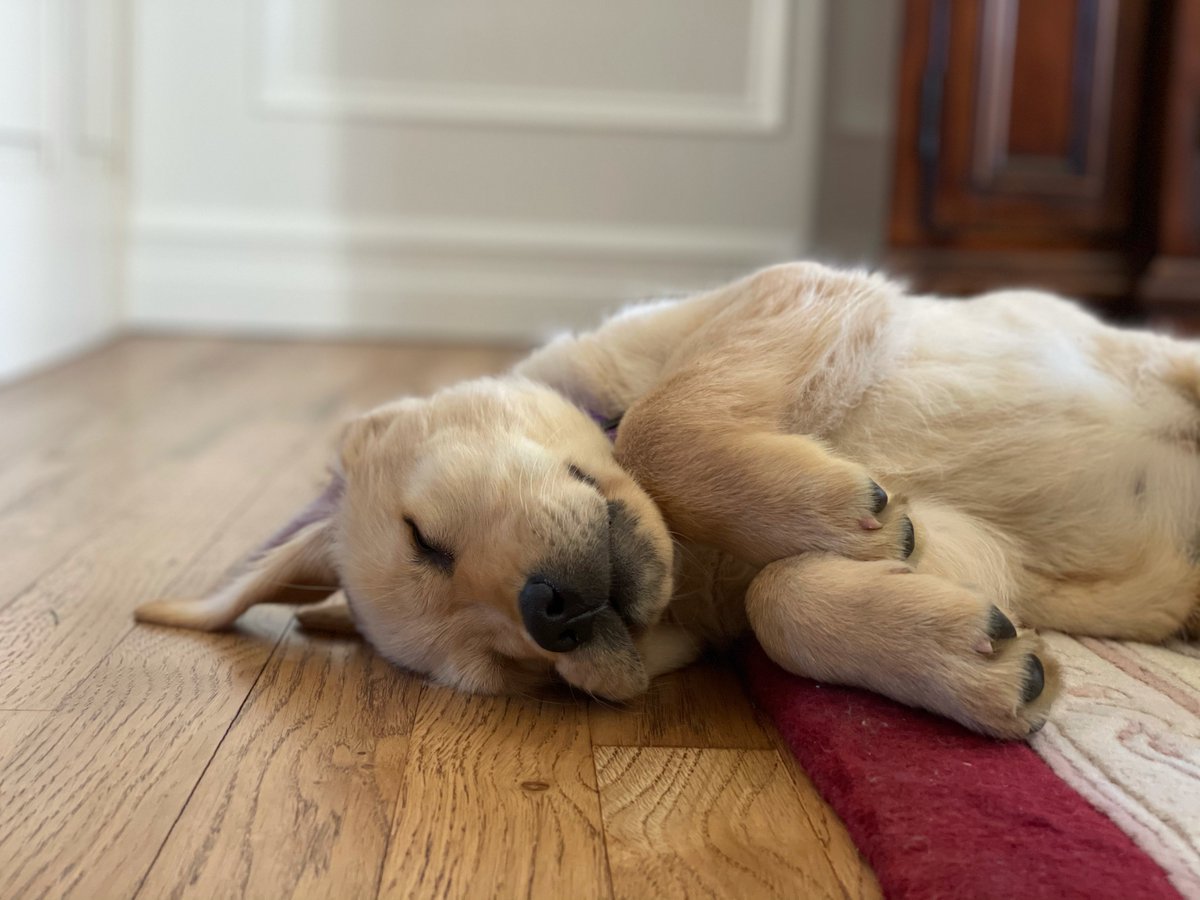 ECADServiceDogs's tweet photo. #SleepySunday for this little #nurserypup! #tooadorbs #ECADServiceDogs #volunteersrock #NurseryTeam #soontobeservicedog 🐕👶🦴‍🥰 https://t.co/bolqph2Eso