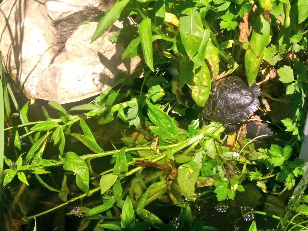 c3_toc's tweet image. Wo ein* Körper ist, kann kein zweiter** sein.

* ich
** Pflanzen