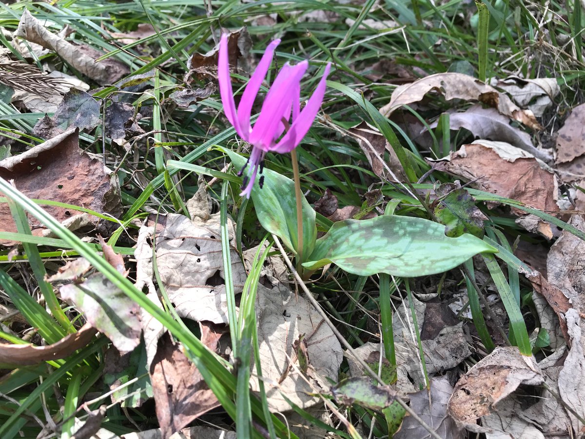 koju884's tweet photo. 東京に緊急事態宣言が出る直前に山菜摘みに行ってきました。昨年は緊急事態宣言まっ只中で行けなかったので、今回は２年ぶりの山でした。どうなっているかが凄く不安でしたが、カタクリもコゴミもいつものように優しく迎えてくれました。コロナ禍でも、季節は間違いなく移り変わっています。 https://t.co/zvbd5FeLeL