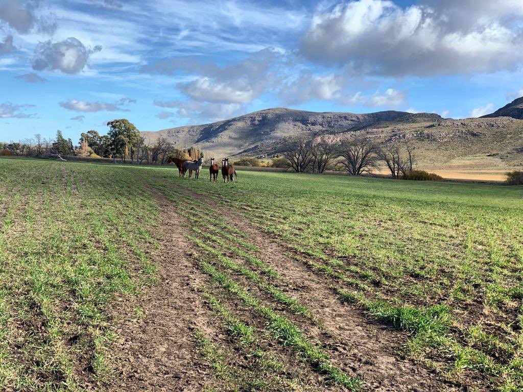 Otoño en Sierra de la Ventana. Verdeos en pastoreo.