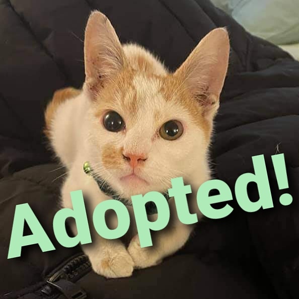Congrats to Milkyway who is now in a loving home!! He was found wailing under a car. Bingo's had him vetted &amp; fixed, got him to a healthy weight &amp; found him the perfect home. #adopted #cats #kittens #philly #BucksCountyPA #catrescue #nokill #adoptdontshop #catsoftwitter